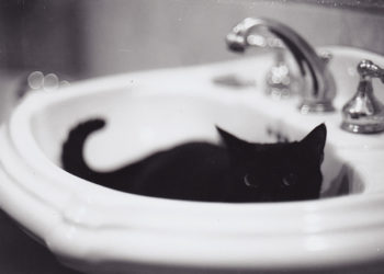 Toilettage pour chats 101 |  Animauxinfo