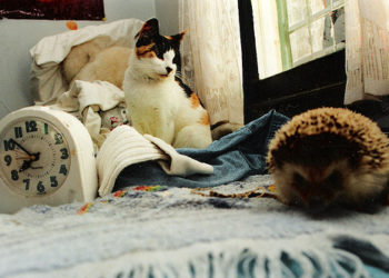 Un chat interfère-t-il avec votre sommeil?