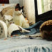 Un chat interfère-t-il avec votre sommeil?
