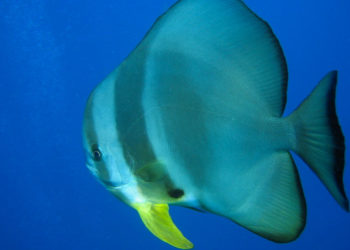 Teira Batfish – Informations sur les faits, le régime alimentaire et l’habitat