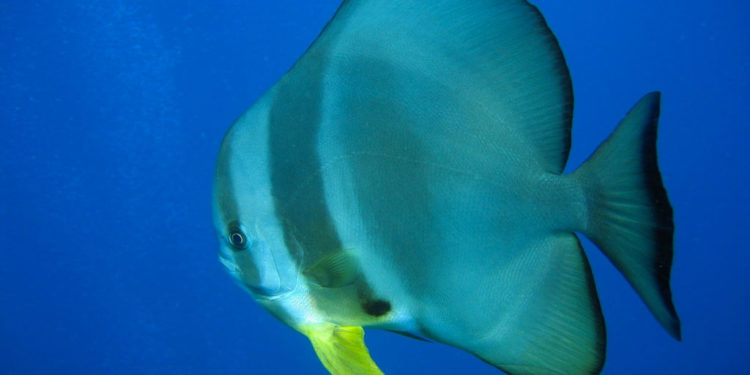 Teira Batfish – Informations sur les faits, le régime alimentaire et l’habitat