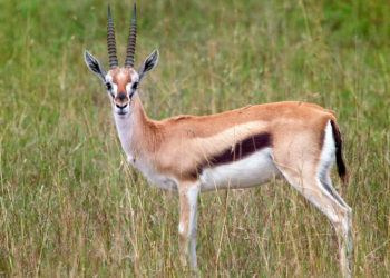 Gazelle de Thomson – Informations sur les faits, le régime alimentaire et l’habitat