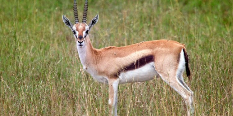 Gazelle de Thomson – Informations sur les faits, le régime alimentaire et l’habitat