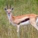 Gazelle de Thomson – Informations sur les faits, le régime alimentaire et l’habitat