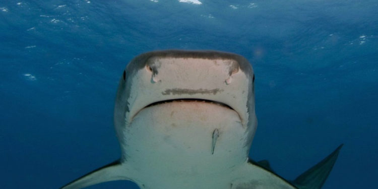 Requin tigre – Informations sur les faits, le régime alimentaire et l’habitat