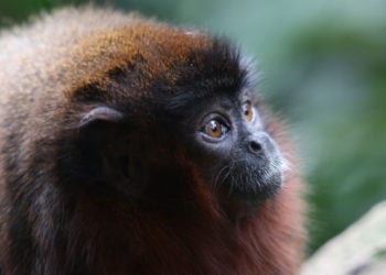 Titi Monkeys – Faits, informations et habitat