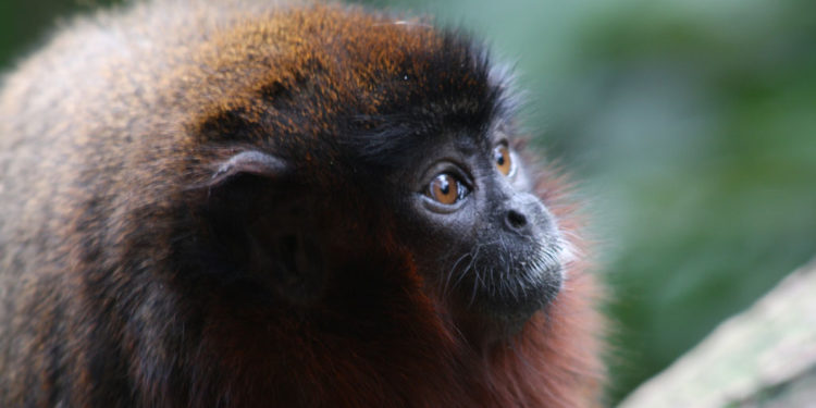 Titi Monkeys – Faits, informations et habitat