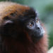 Titi Monkeys – Faits, informations et habitat