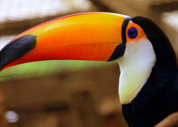 Toco Toucan – Informations sur les faits, le régime alimentaire et l’habitat