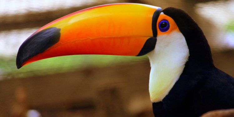 Toco Toucan – Informations sur les faits, le régime alimentaire et l’habitat