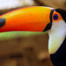 Toco Toucan – Informations sur les faits, le régime alimentaire et l’habitat