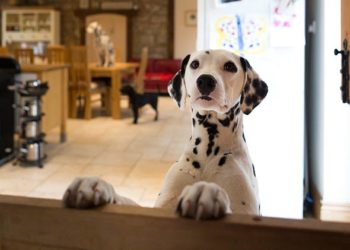 Conseils pour aider les clients souffrant d’allergies canines |  Conseils pour aider les clients souffrant d’allergies aux chats