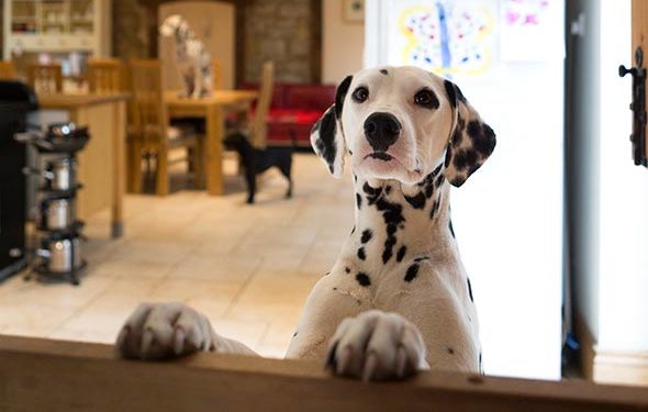 Conseils pour aider les clients souffrant d’allergies canines |  Conseils pour aider les clients souffrant d’allergies aux chats