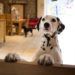 Conseils pour aider les clients souffrant d’allergies canines |  Conseils pour aider les clients souffrant d’allergies aux chats