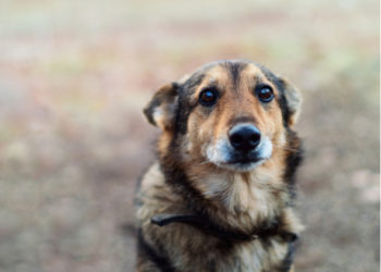 7 choses qui peuvent briser l’esprit d’un chien