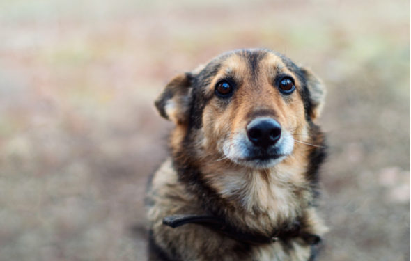 7 choses qui peuvent briser l’esprit d’un chien