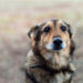 7 choses qui peuvent briser l’esprit d’un chien