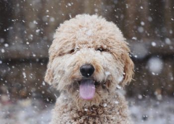 7 conseils pour prendre soin de votre animal cet hiver
