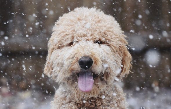 7 conseils pour prendre soin de votre animal cet hiver
