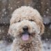 7 conseils pour prendre soin de votre animal cet hiver