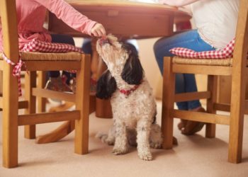 7 erreurs qui pourraient entraîner une prise de poids chez les chiens et les chats