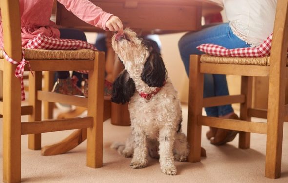 7 erreurs qui pourraient entraîner une prise de poids chez les chiens et les chats