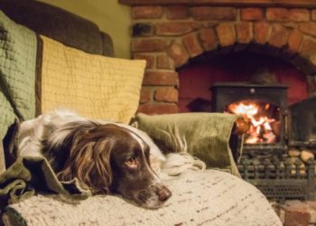 7 façons d’atténuer l’arthrite du chien par temps plus frais