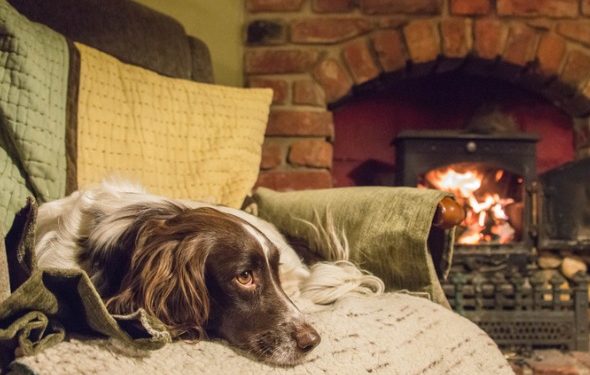 7 façons d’atténuer l’arthrite du chien par temps plus frais