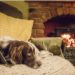 7 façons d’atténuer l’arthrite du chien par temps plus frais