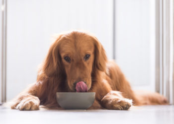 7 faits intéressants sur le système digestif de votre chien