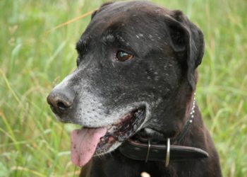 7 problèmes de santé à rechercher lorsque vous avez un chien plus âgé