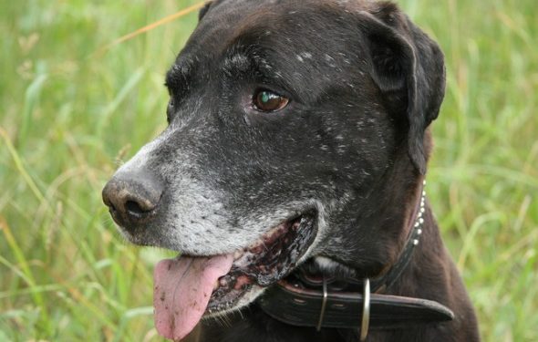 7 problèmes de santé à rechercher lorsque vous avez un chien plus âgé