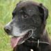 7 problèmes de santé à rechercher lorsque vous avez un chien plus âgé