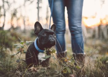 8 façons de bousculer votre routine de promenade de chien
