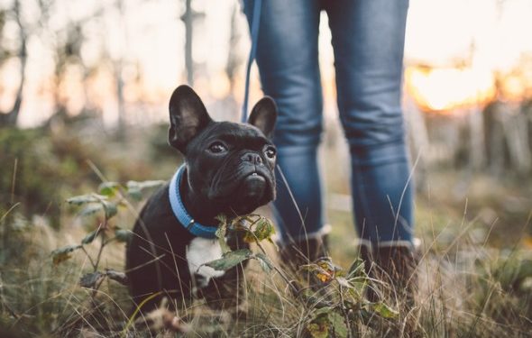 8 façons de bousculer votre routine de promenade de chien