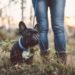 8 façons de bousculer votre routine de promenade de chien