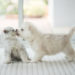 8 faits surprenants sur la nutrition des chiots et des chaton