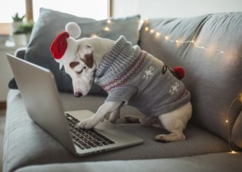 8 meilleures offres du Black Friday pour les nouveaux propriétaires de chiots