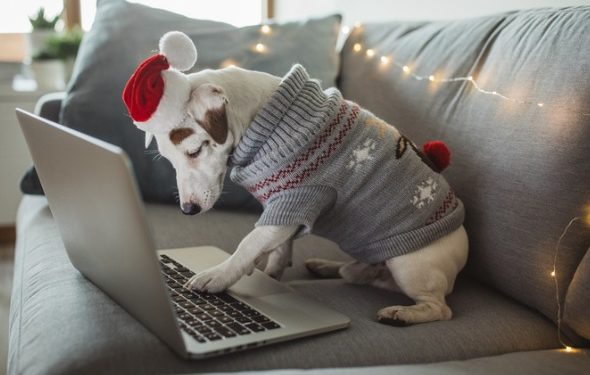 8 meilleures offres du Black Friday pour les nouveaux propriétaires de chiots