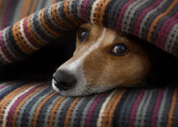 8 risques de traiter votre animal à la maison