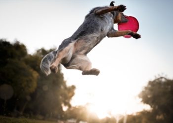 8 sports extrêmes pour chiens