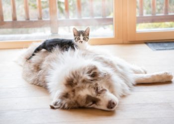 8 tâches de soins pour animaux qui sont généralement négligées