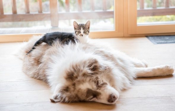 8 tâches de soins pour animaux qui sont généralement négligées