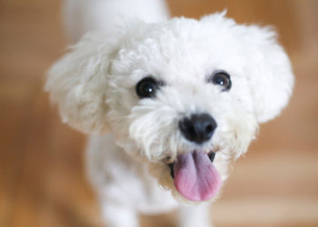 9 faits sur la langue de votre chien