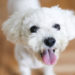 9 faits sur la langue de votre chien
