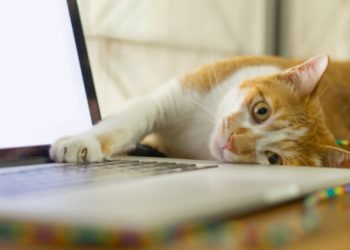 9 meilleures offres du Black Friday sur le bien-être des chats