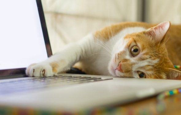 9 meilleures offres du Black Friday sur le bien-être des chats