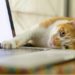 9 meilleures offres du Black Friday sur le bien-être des chats