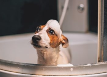 9 remèdes à la maison pour les puces et les tiques qui ne fonctionnent pas