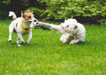 9 signes que votre animal est jaloux (et comment l’arrêter)